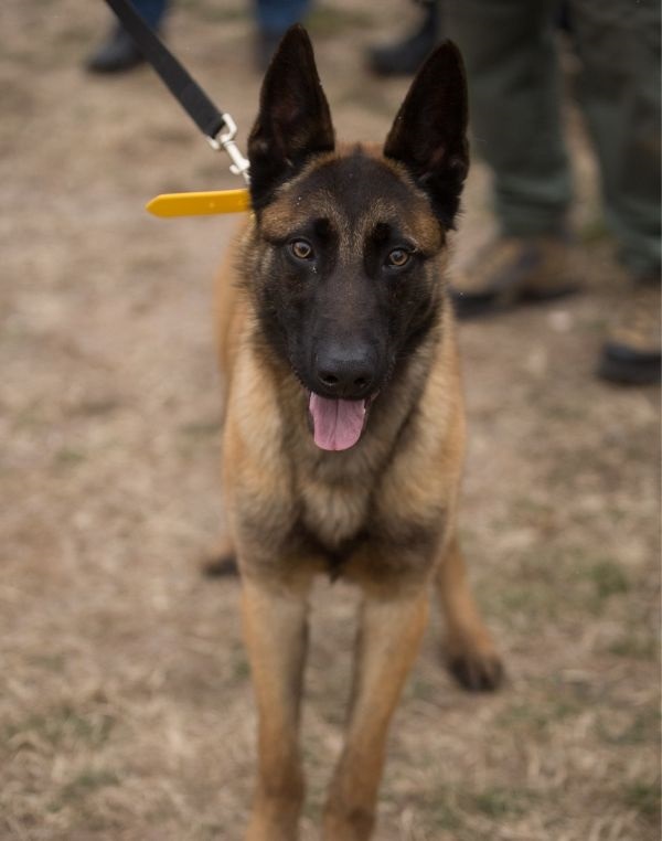 K-9 Bella