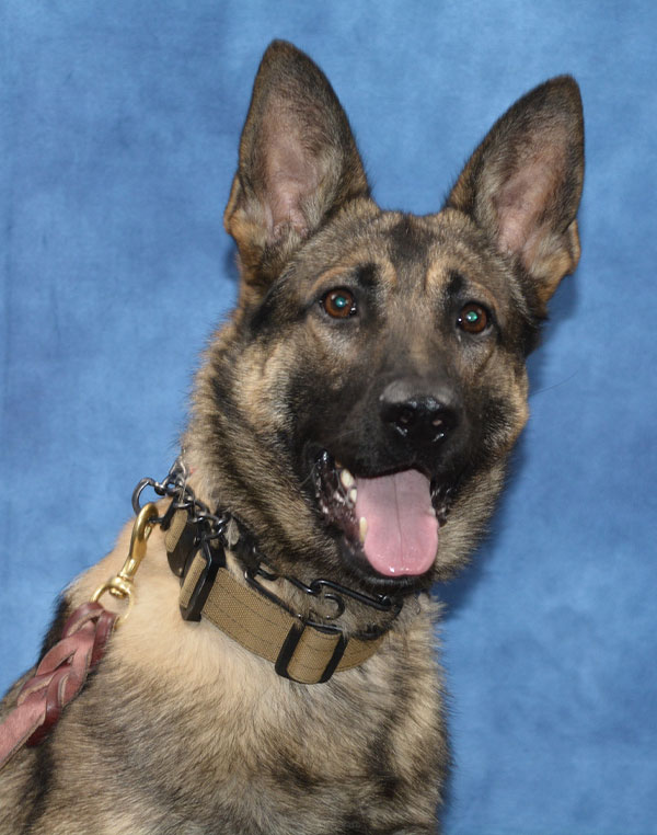 K-9 Niko