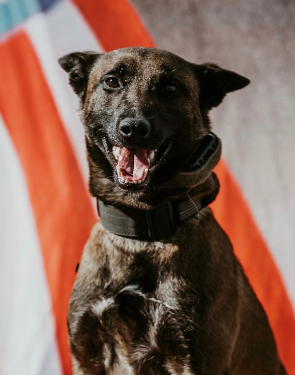 K-9 Mojo