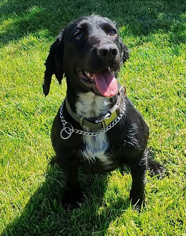 K-9 Cooper