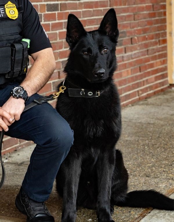 K-9 Adam