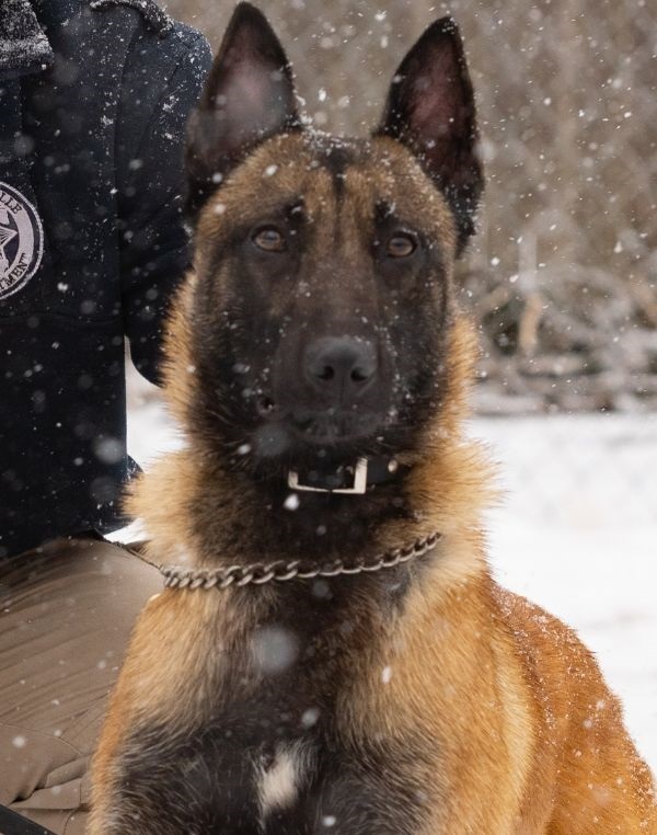 K-9 Grym