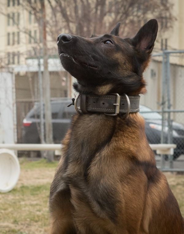 K-9 Tommy