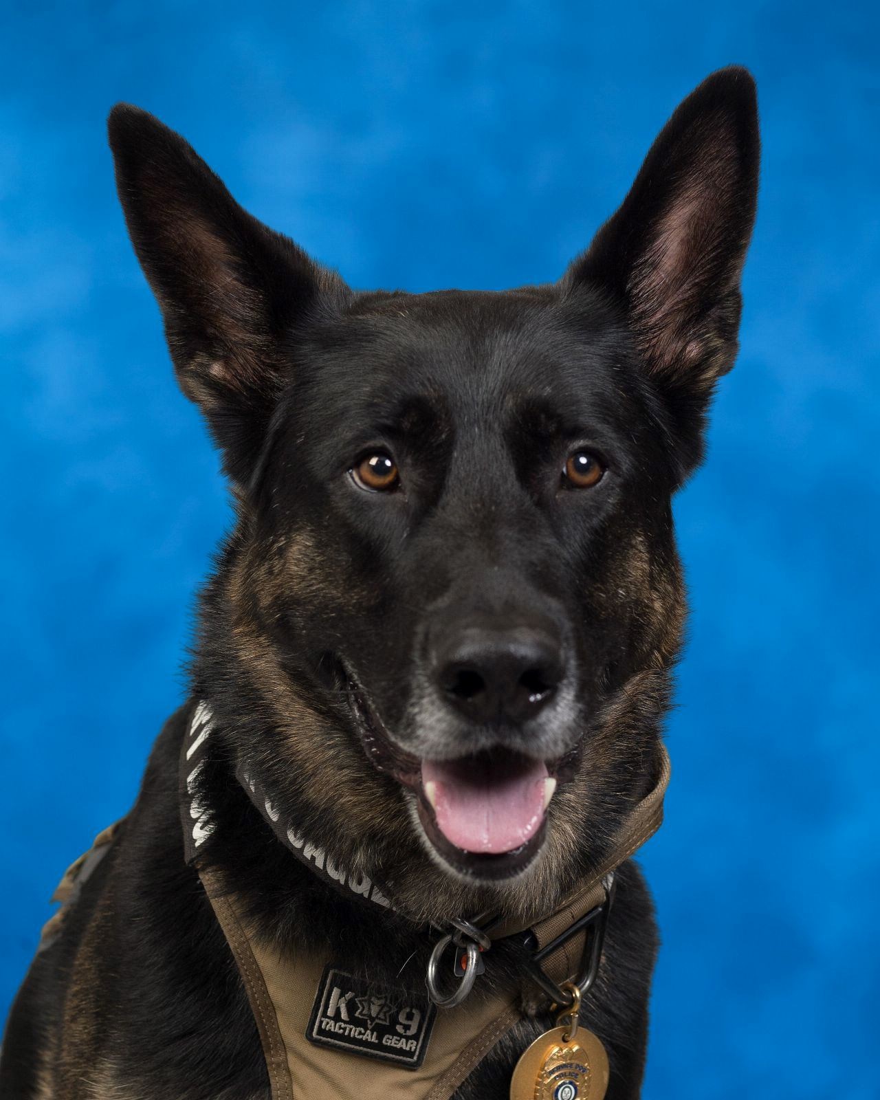 K-9 Jagger