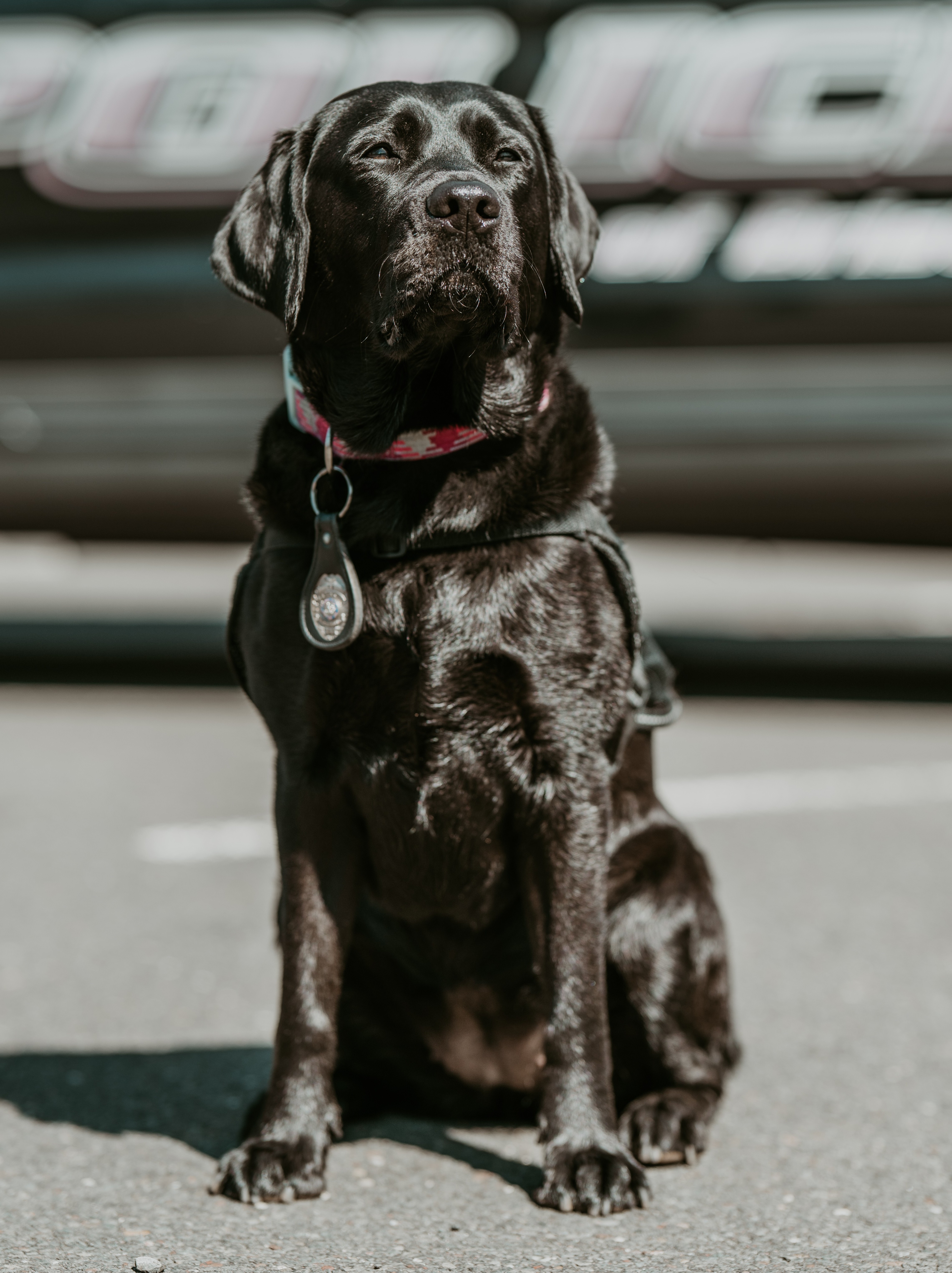 K-9 Frankie