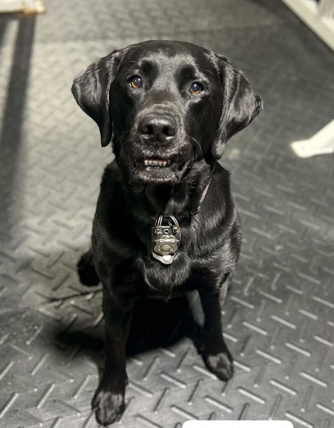 K-9 Bear